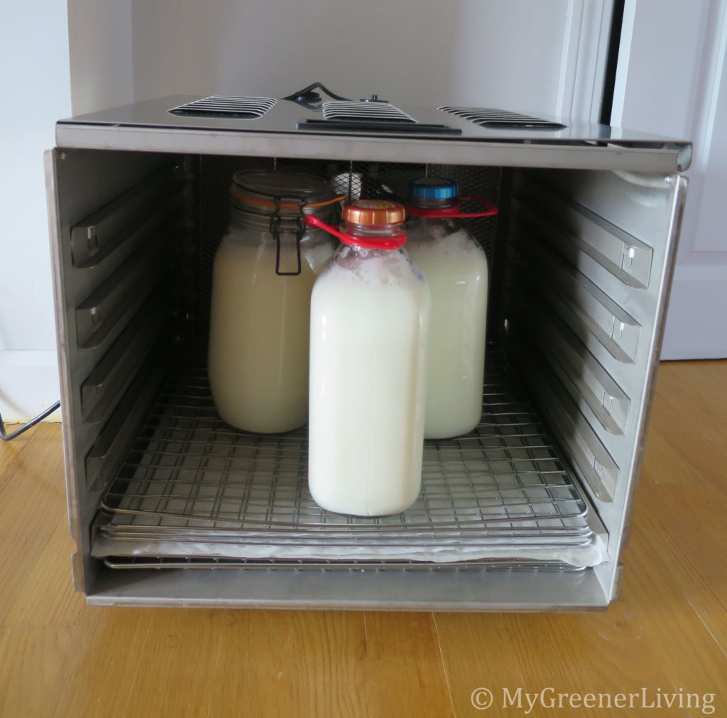 yogurt-milk in jars in dehydrator