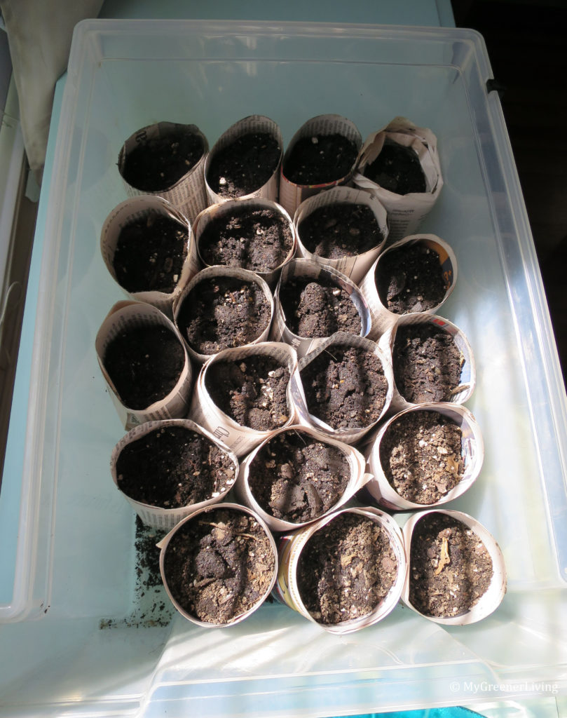 newspaper seed starters filled with potting soil-compost mixture